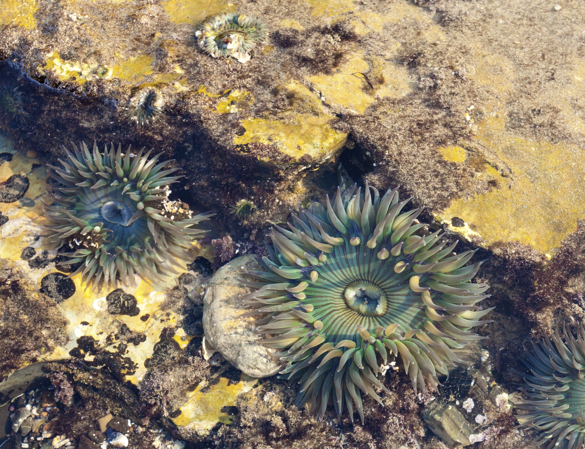 6-ShawsCoveTidalPool